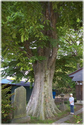 画像:下小目八坂神社のケヤキ(幹と並ぶ)