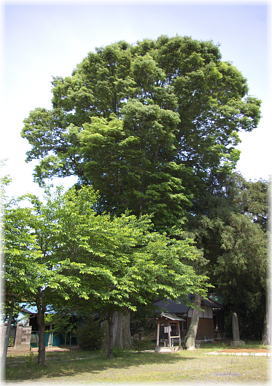 画像:下小目八坂神社のケヤキ(全景)