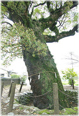 画像:志村神社のクスノキ