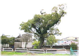 画像:志村神社のクスノキ(全景)