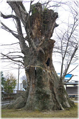 画像:稲荷神社の大けやき_1