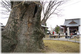 画像:稲荷神社の大けやき_2
