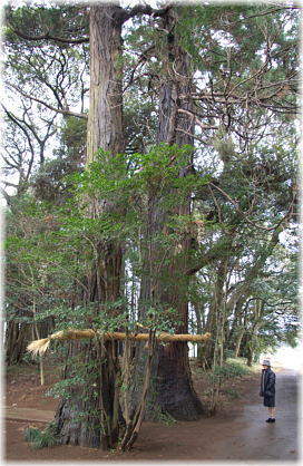 画像:新宮神社のスギ(幹と並ぶ)