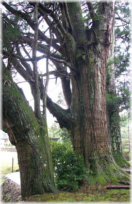 画像:白鬚神社のスギ