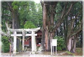画像：白鬚神社のスギ（３本のスギ）