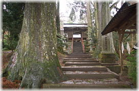 画像:白鳥神社のスギ(参道のスギ)