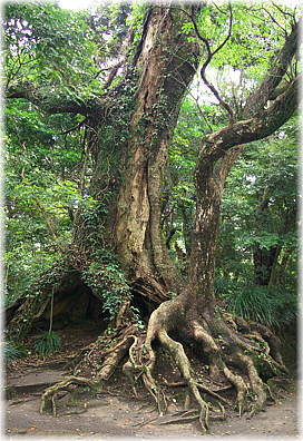 画像:城山のクスノキ