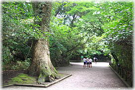 画像:城山のクスノキ(2)