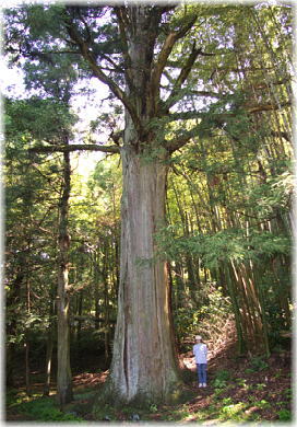 画像:質美八幡宮のスギ(幹と並ぶ)
