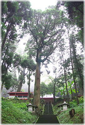画像:住吉神社のスギ(全景)