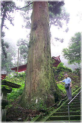 画像:住吉神社のスギ(幹と並ぶ)