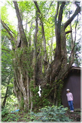 画像:菅野のカツラの木(北株)(幹と並ぶ)