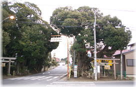画像:須賀道祖神のスダジイ(全景)