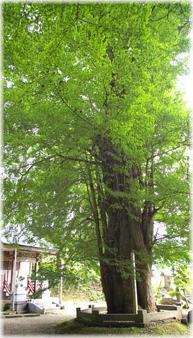 画像:田頭の大銀杏