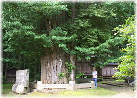 画像:田頭の大銀杏(幹と並ぶ)