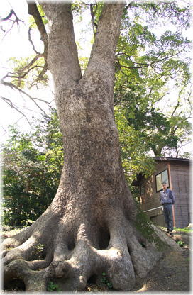 �摜�F���c�_�Ђ̃N�X�m�L�i���ƕ��ԁj