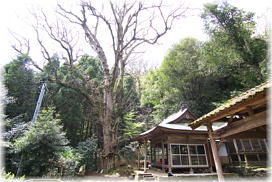 画像：高岩神社のトチノキ