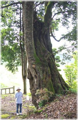 画像:高倉神社のシラカシ(幹と並ぶ2)