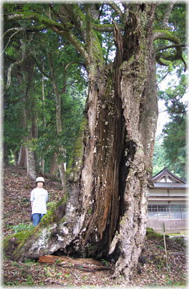 画像:高倉神社のシラカシ(幹と並ぶ)