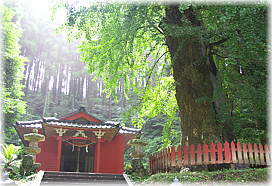 画像:鷹屋神社のイチョウ(拝殿とイチョウ)