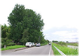 画像:竹ノ下のイチョウ(全景)