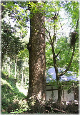 画像:棚頭のモミ