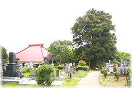 画像:得月院の榧(全景)