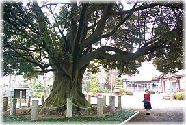 画像:東光寺の椎(幹と並ぶ)