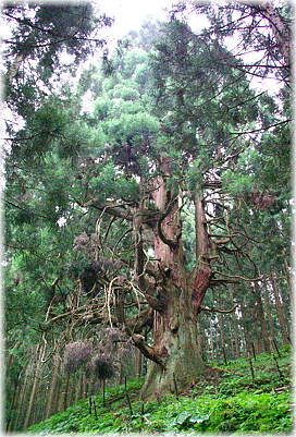 画像:燈明杉(全景)