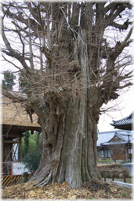 画像:東漸寺のイチョウ