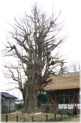 画像:東漸寺のイチョウ(全景)