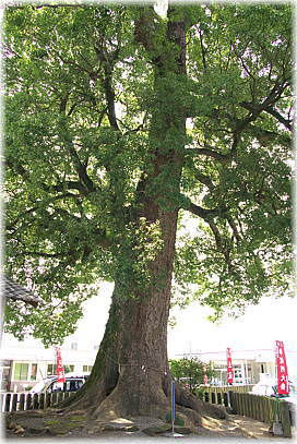 画像:豊福阿蘇神社の御神木_1