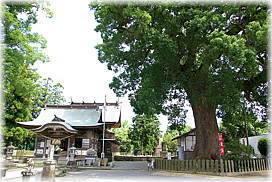 画像:豊福阿蘇神社の御神木_2