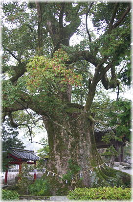 画像:椿八幡社大楠木_1