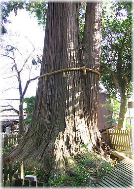 画像:津田神社のスギ