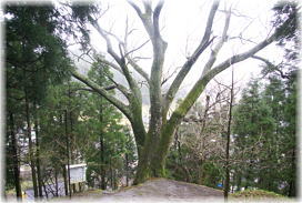 画像:楪神社のケヤキ_2