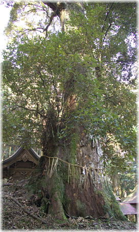 画像:内田神社のイチイガシ_2