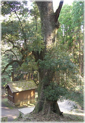 画像:内田神社のイチイガシ_3