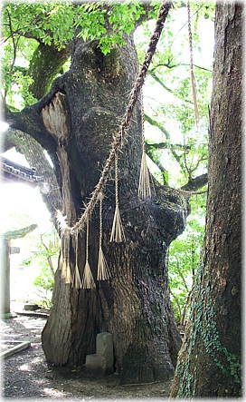 画像:海浦阿蘇神社のクスノキ