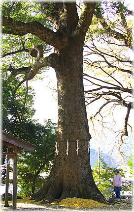 画像：内船八幡神社のクスノキ（幹と並ぶ）
