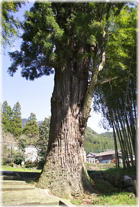 画像:若八幡神社のスギ