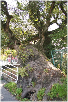 画像:若宮八幡神社のクスノキ_1