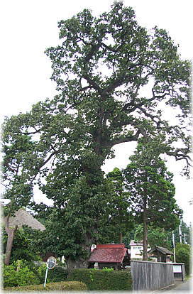 画像：上村のカシワの木（全景）