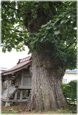 画像：上村のカシワの木
