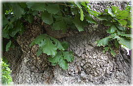 画像：上村のカシワの木（太い幹から直接、葉が出ている）