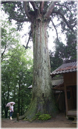 画像:山口神社のスギ(幹と並ぶ)