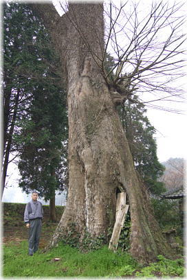 画像:山神社のムクノキ(幹と並ぶ)