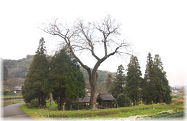 画像:山神社のムクノキ(遠景)