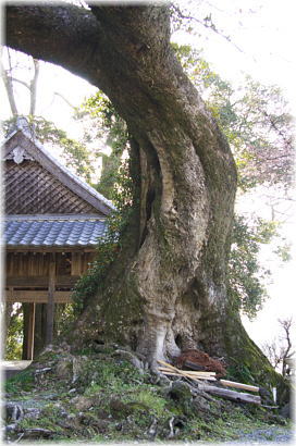 画像：山内神社のムクノキ