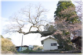 画像:山内神社のムクノキ(全景)